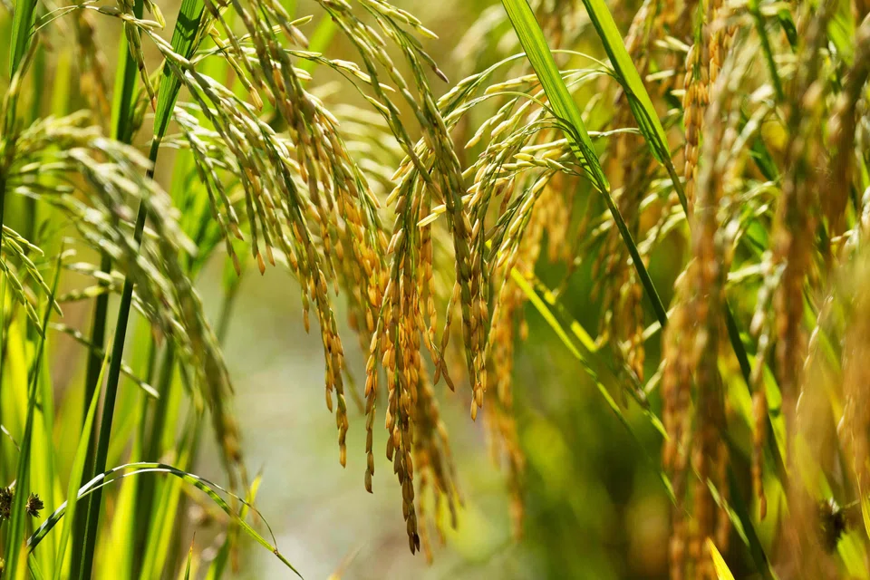 While the price of rice has cooled, the costs of other food staples are rising as extreme weather threatens harvests around the world. 