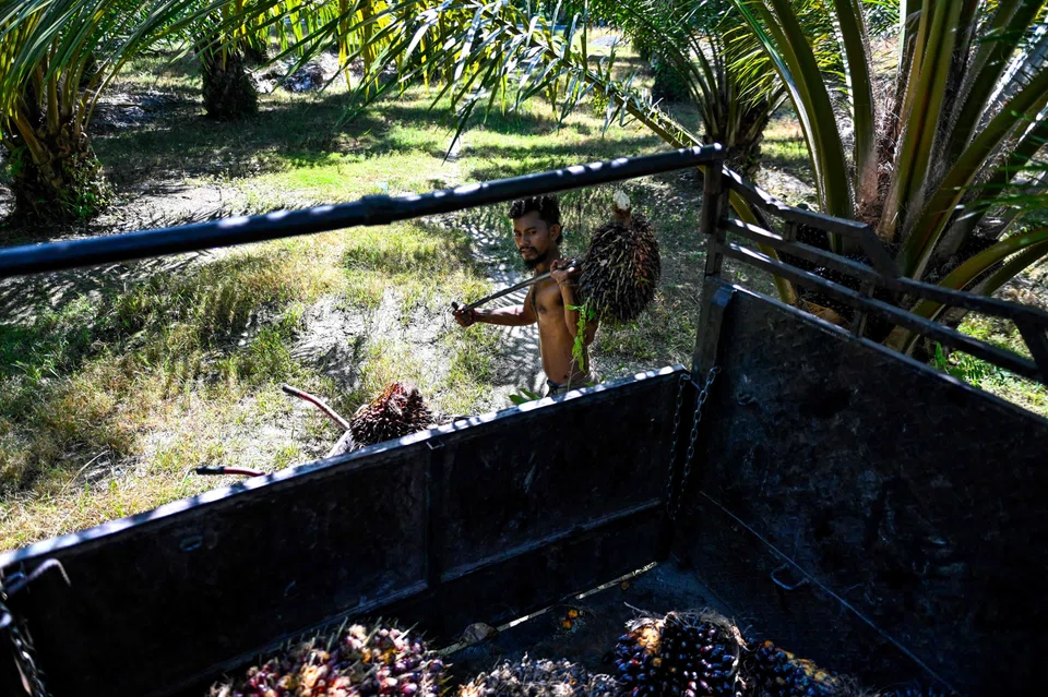 The lack of clarity from the major palm oil players on SGX highlights potential financial and operational risks, given their Indonesian exposures. 