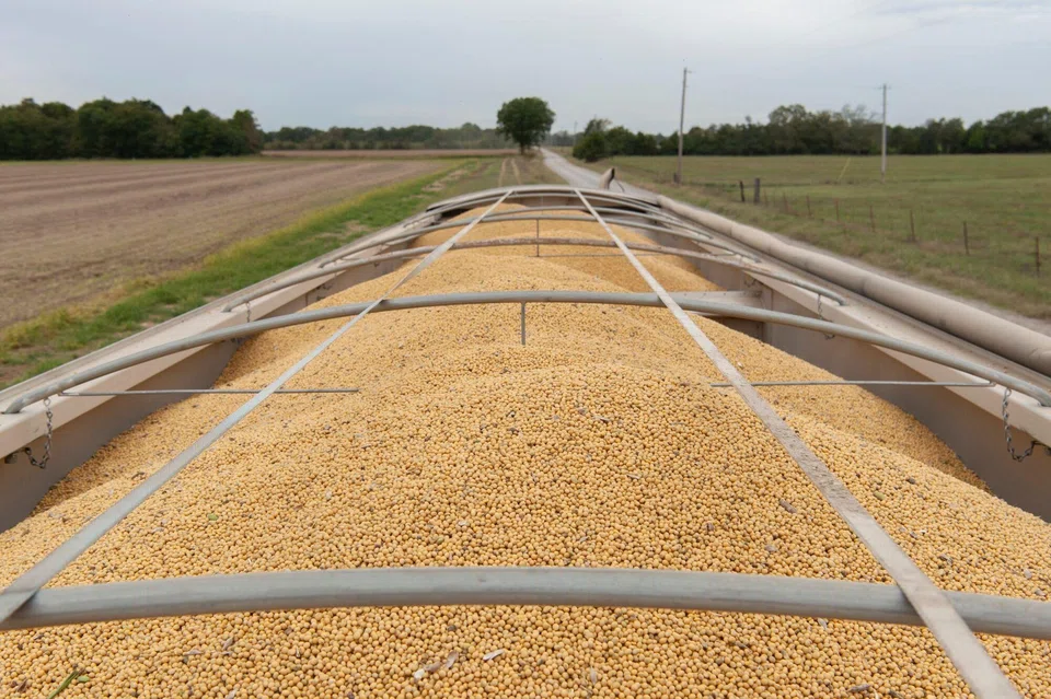 The drop in Chinese demand cost US farmers - a key pillar of US President Donald Trump’s political base - billions of dollars in lost sales and the deal would represent a return to normalcy in trade with the top US soy importer.