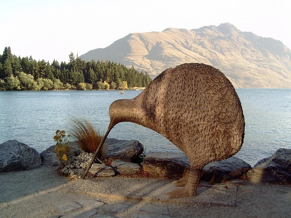 An adult kiwi can fight off a stoat using its powerful legs and sharp claws, but a chick has no chance.