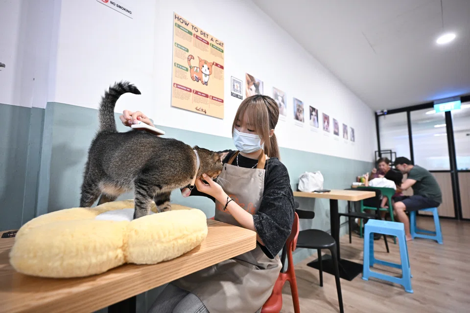 The Cat Cafe at The Rail Mall is bowing out after facing a 50% rental increase.