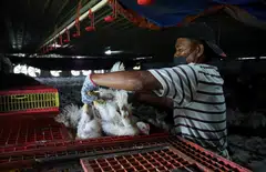 Labour shortages and hot weather have worsened the broiler chicken production in Malaysia. 