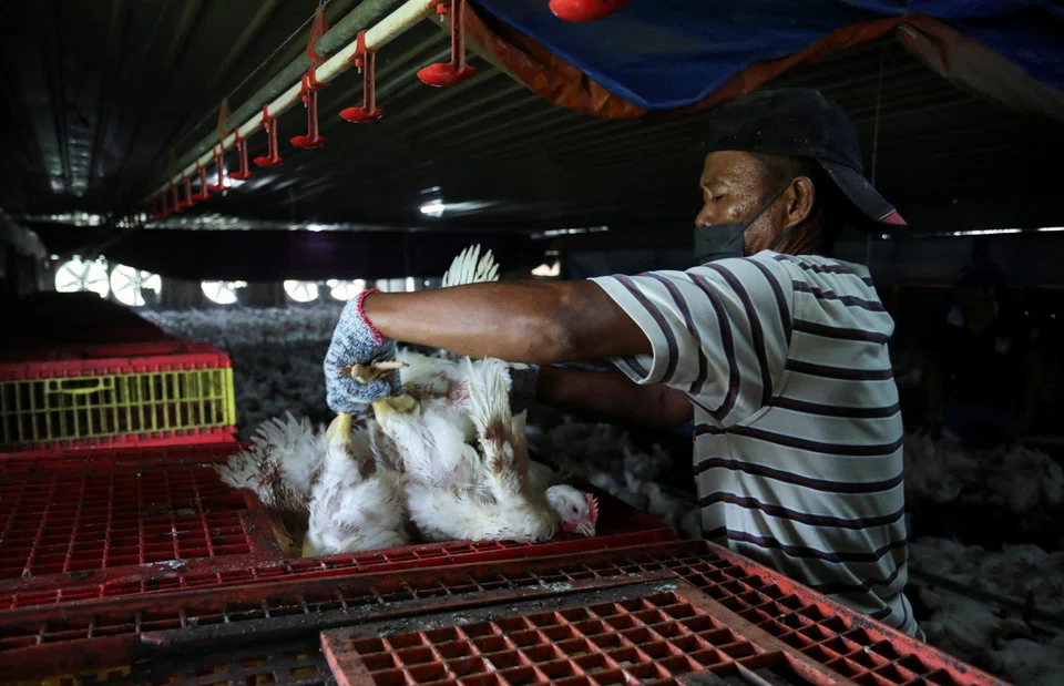 Labour shortages and hot weather have worsened the broiler chicken production in Malaysia. 