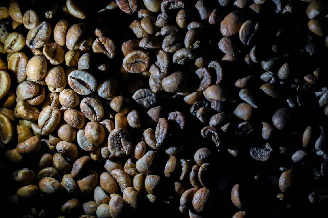 As global coffee demand remains robust and largely uninterrupted,  supply chain bottlenecks are adding to the already elevated prices.