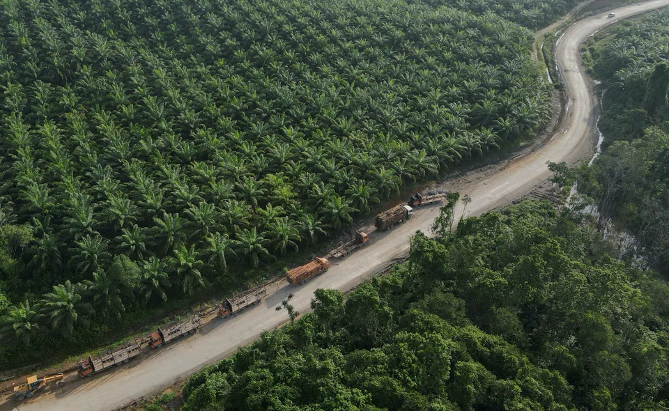 Global palm oil production has expanded over the past decade, accounting for 60 per cent of world vegetable oil exports.