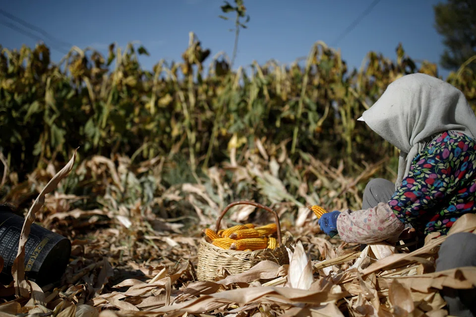 A farmer harvests corn in a field on the outskirts of Jiayuguan in China's Gansu province.  Verra CEO David Antonioli says it will be tough for small-time farmers like her to follow an accounting methodology in order to offer a 'real carbon credit'.  