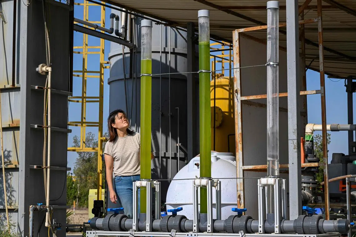 Peiying Hong, a professor in environmental science and engineering at the King Abdullah University of Science and Technology (above) at a wastewater treatment plant developed by the university in the desert near Jeddah on Saudi Arabia's Red Sea coast in November. 