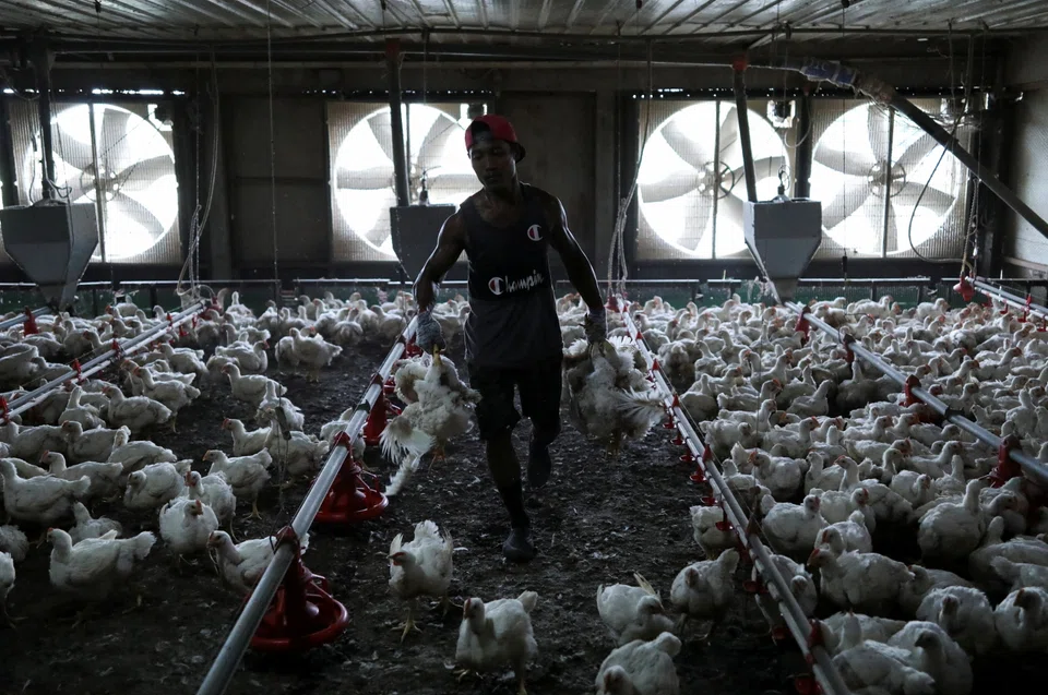 Malaysia on Jun 1 halted exports of chickens until production and prices stabilise, the latest sign of growing global food shortages.