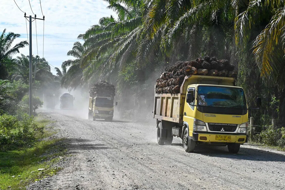 Indonesia is the world’s biggest exporter of palm oil.