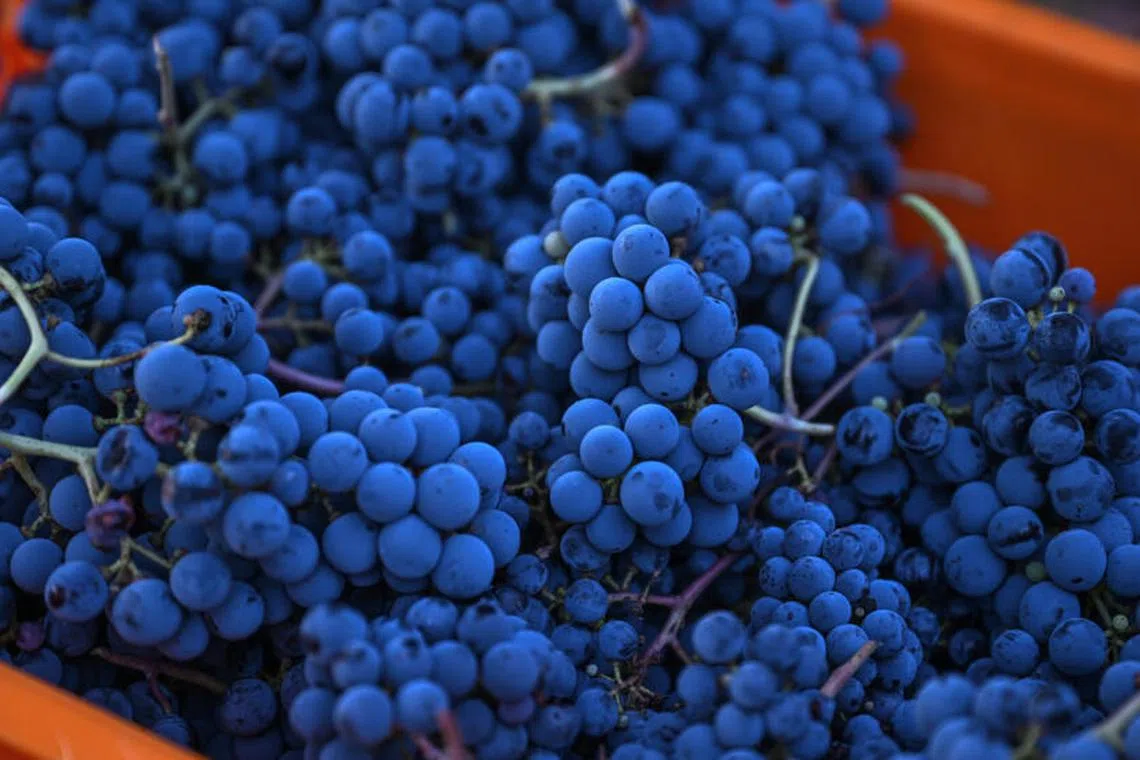 The Arcadia vineyards produce between 120,000 and 150,000 bottles per year.