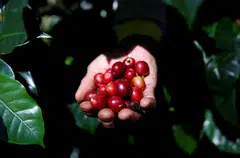 Arabica coffee could face volatility with the start of winter in the South American nation as traders look out for any signs of a frost.