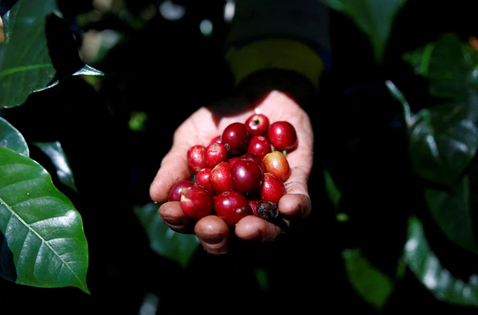 Arabica coffee could face volatility with the start of winter in the South American nation as traders look out for any signs of a frost.