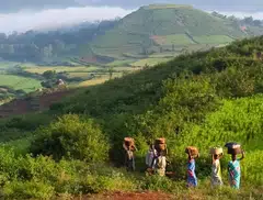 Coffee cultivation provides year-round employment and better incomes for over 45,000 Adivasi families, marking the beginning of a sustainable livelihood.