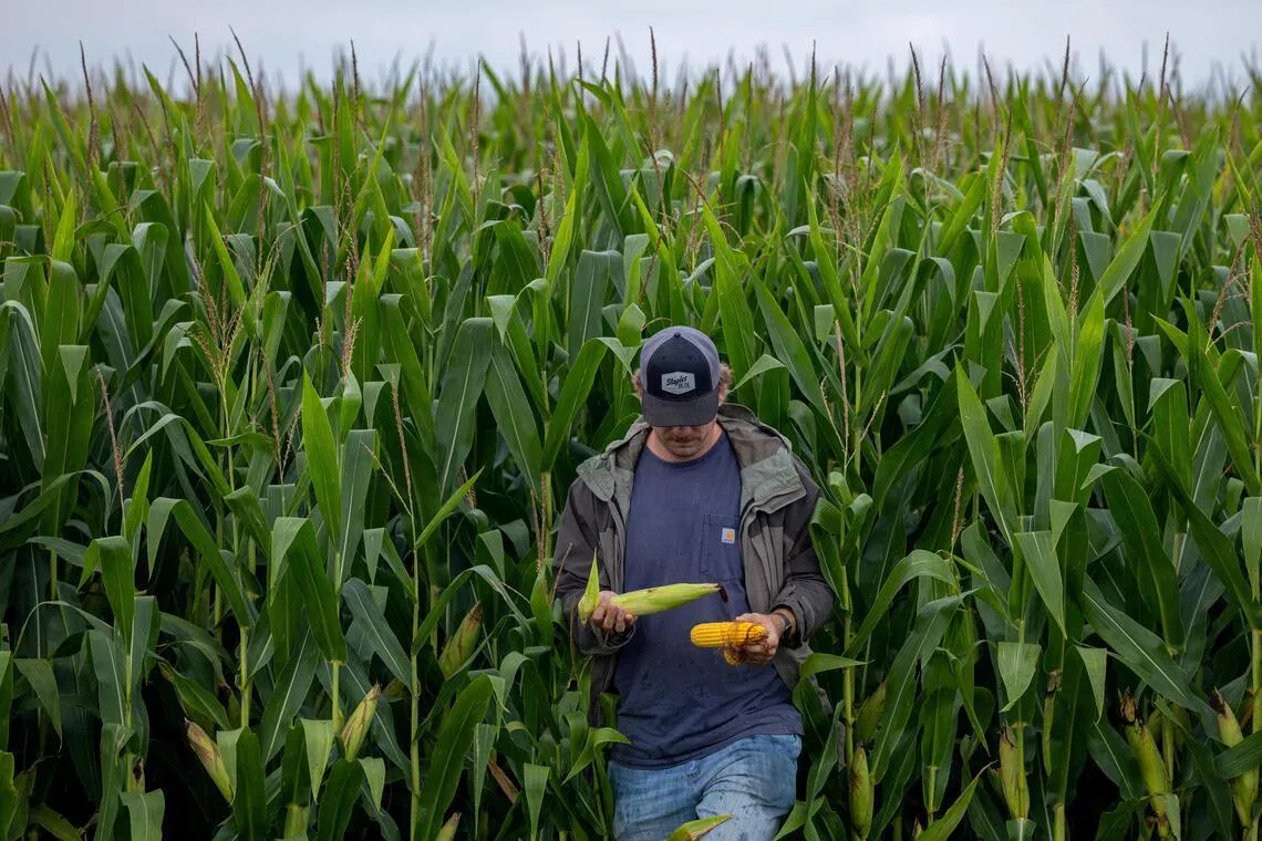 A corn field in Indiana in the US. Yield growth for the three main cereals – corn, rice and wheat – has nearly flatlined over the past five years.