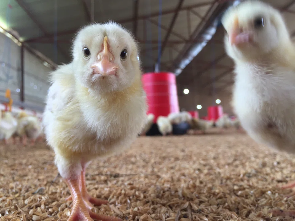 Biosecurity was a key priority when introducing automation at PEAL. "We wanted to minimise contact between the humans and chickens," says Lam. 