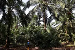 The suspects are alleged to have classified exports of crude palm oil as byproducts of crude palm oil between 2020 and 2024, with losses to the state estimated at between 10.6 trillion rupiah (S$796 million) and 14.3 trillion rupiah (S$1.07 billion).