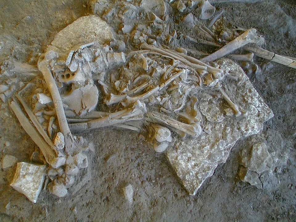 One of the complete skeletons found in the Fraelsegarden passage grave, in Falbygden, Sweden. The skeleton is of a woman aged around 30-40 years old.  