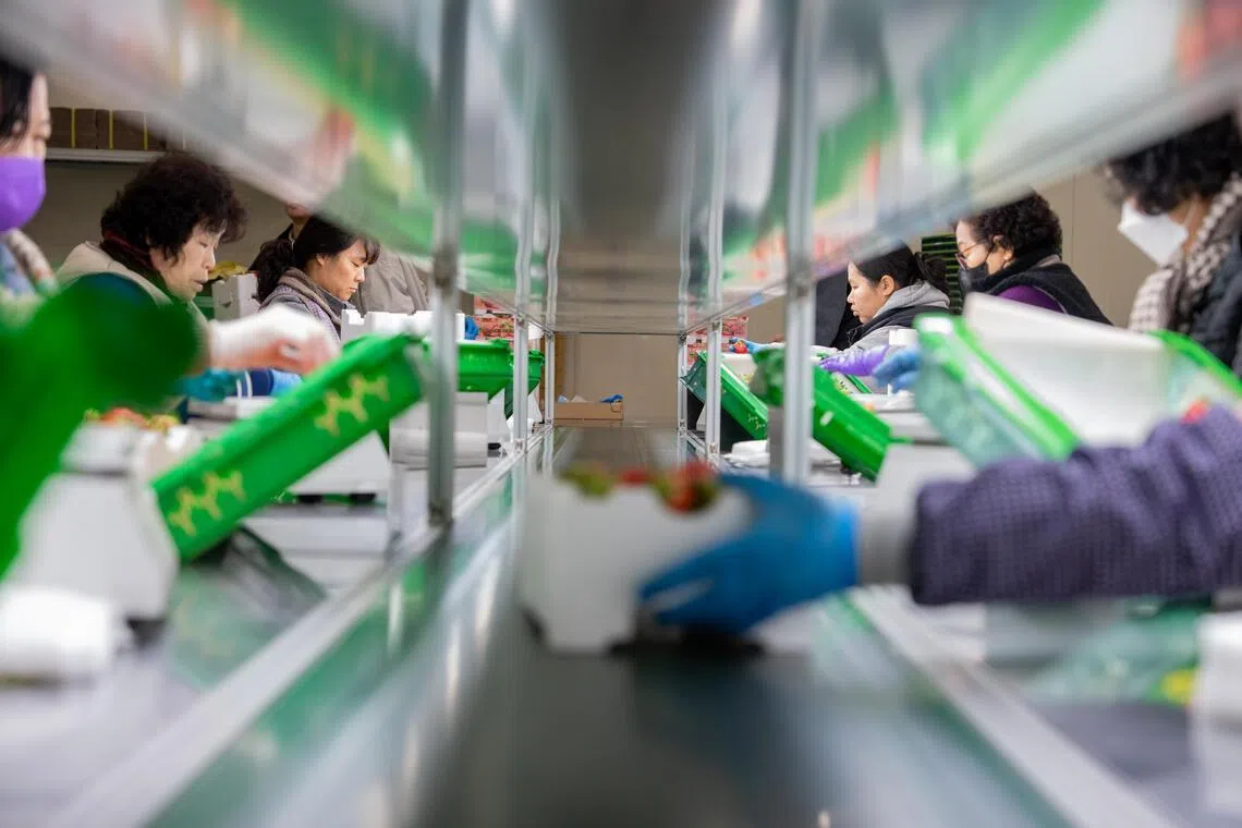 Technological advancements have transformed strawberry farming in South Korea, but it still requires a great degree of care.