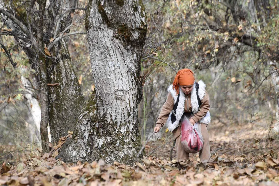 Above: a woman picks walnuts in the walnut forest of Kyrgysztan. Human activities, such as herding cattle and illegal logging, have thinned out the area.