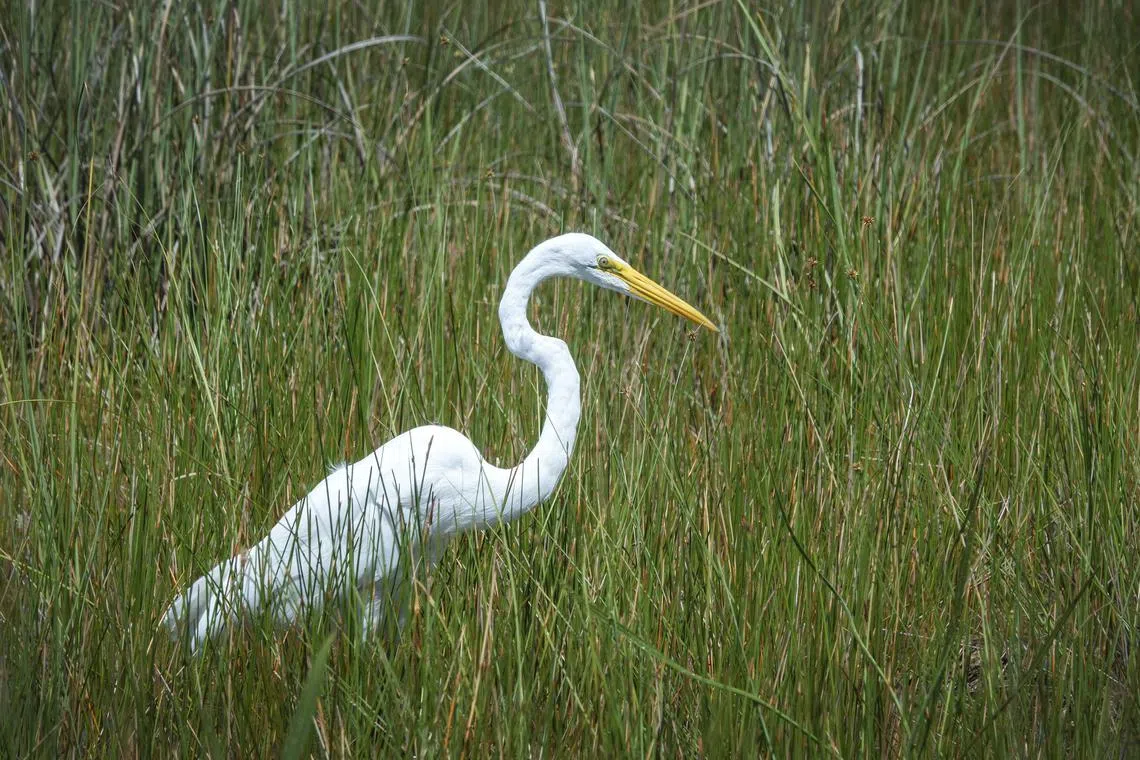 epa12296507 A Great Egret stands near the Shark Valley Hiking Trail, at the Everglades National Park near Miami, Florida, USA, 12 August 2025. Located in the southernmost part of Florida, the Everglades wetland is recognized by the United Nations Educational, Scientific and Cultural Organization (UNESCO) as one of the most unique ecosystems in the world due to its unparalleled biodiversity. A lawsuit over the potential environmental impact of the construction of  'Alligator Alcatraz' has halted further construction on this new migrant detention center.  EPA/CRISTOBAL HERRERA-ULASHKEVICH