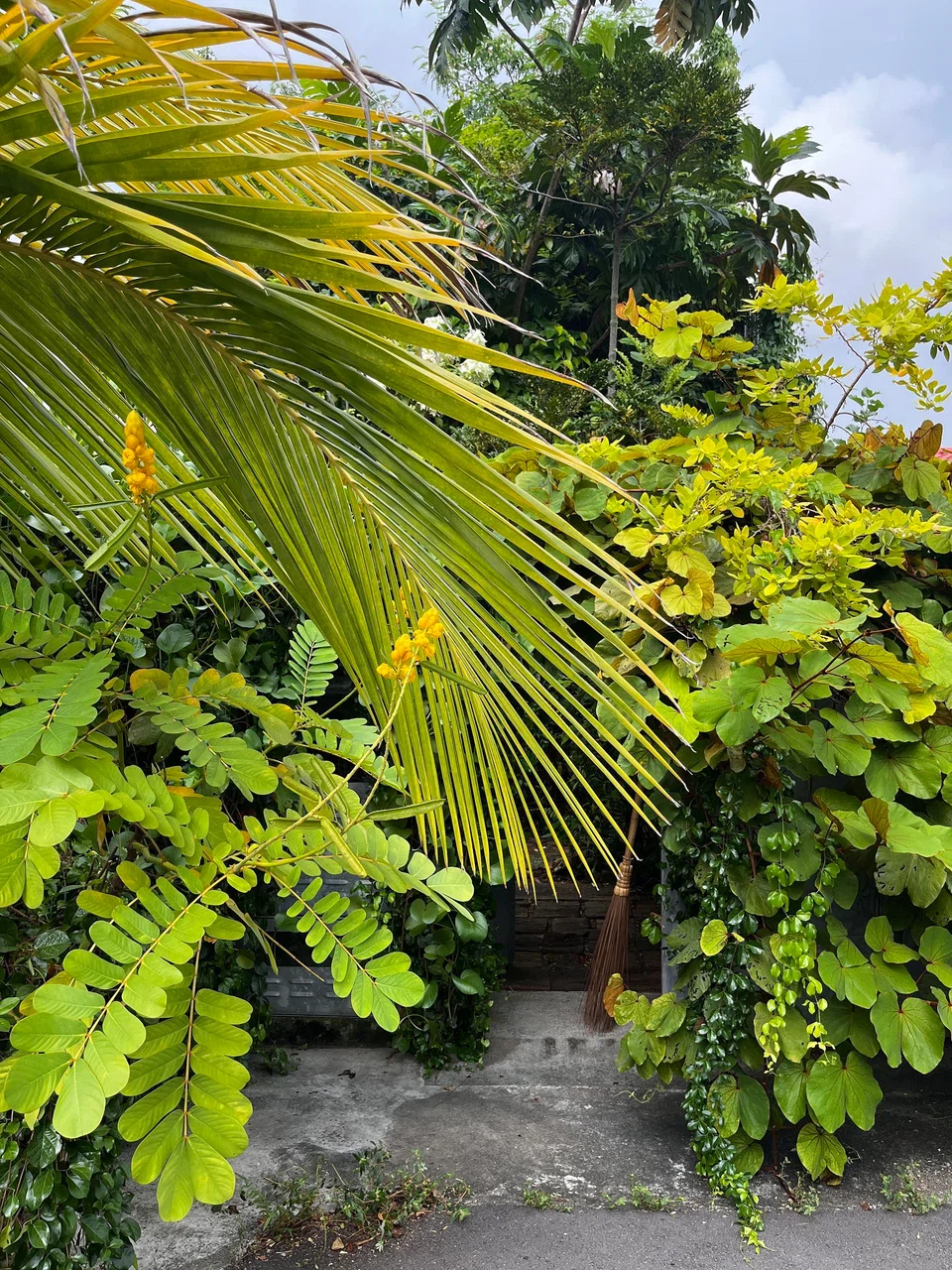 The front of the couple's "jungle" home, a terrace house in Siglap.