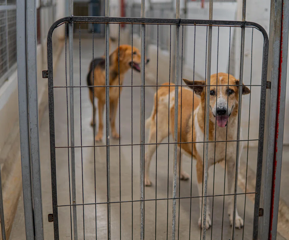 Dashi (left) and Ah Heng are Singapore specials that were rescued together. They now share a kennel at SOSD at The Animal Lodge.