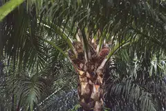 Golden Agri-Resources' Q1 profit falls 60 per cent to US$37 million on weaker crude palm oil prices. 