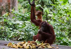 The plan raised objections from conservation groups fearful for the welfare of the orangutans that are critically endangered.