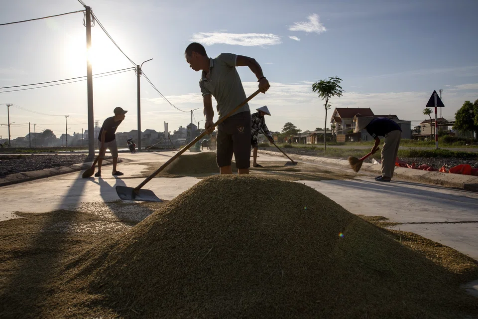 A rice farmer in Kim Son, Ninh Binh province, Vietnam. A perfect storm of factors is putting a huge strain on food systems. 