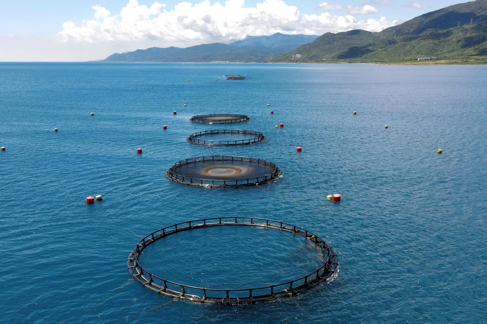 The International Finance Corporation is planning to publish a guidance document this autumn, with other global organisations, that would help define eligibility criteria and key performance targets for fundraising in the so-called blue economy. 