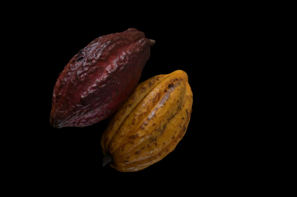 JB Foods notes that the market for cacao beans continues to experience price volatility, although prices have gradually eased from highs in 2024. 