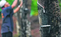 The group said the net profit was driven by the performance of natural rubber, which saw higher sales volume and average selling prices.