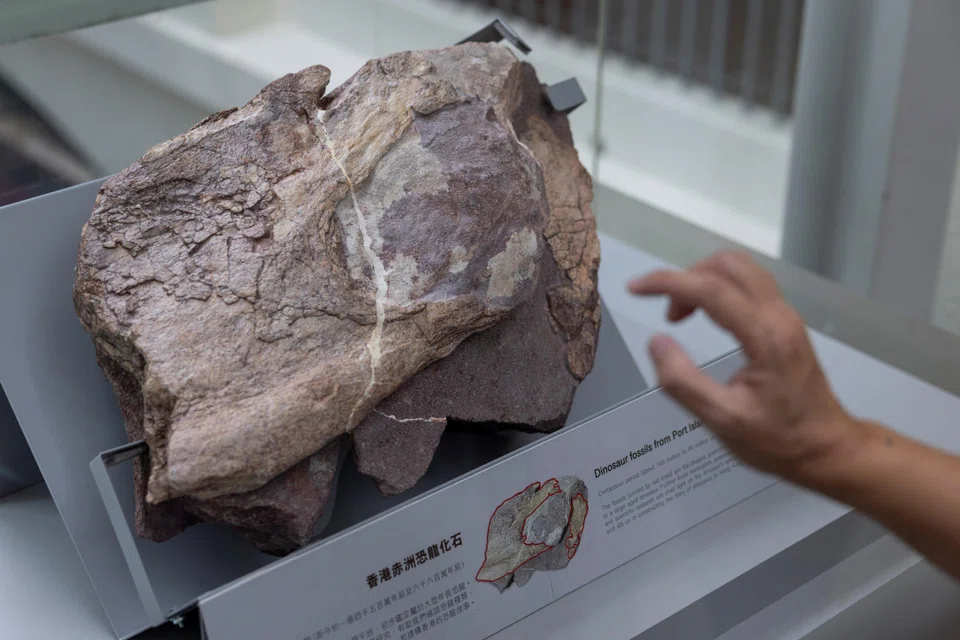 A rock containing dinosaur bone fossils, discovered in Hong Kong, is displayed at the Hong Kong Heritage Discovery Centre. 