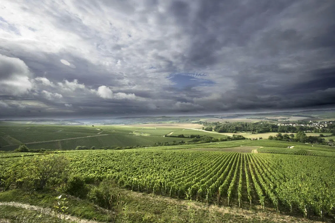 The Joseph Drouhin Grand Cru Les Clos vineyards are shown in Burgundy, France, in this undated photo released to the press on May 14, 2010. Joseph Drouhin produces a range of Chablis at their estates in Burgundy. Source: Joseph Drouhin via Bloomberg. EDITOR'S NOTE: NO SALES. EDITORIAL USE ONLY.