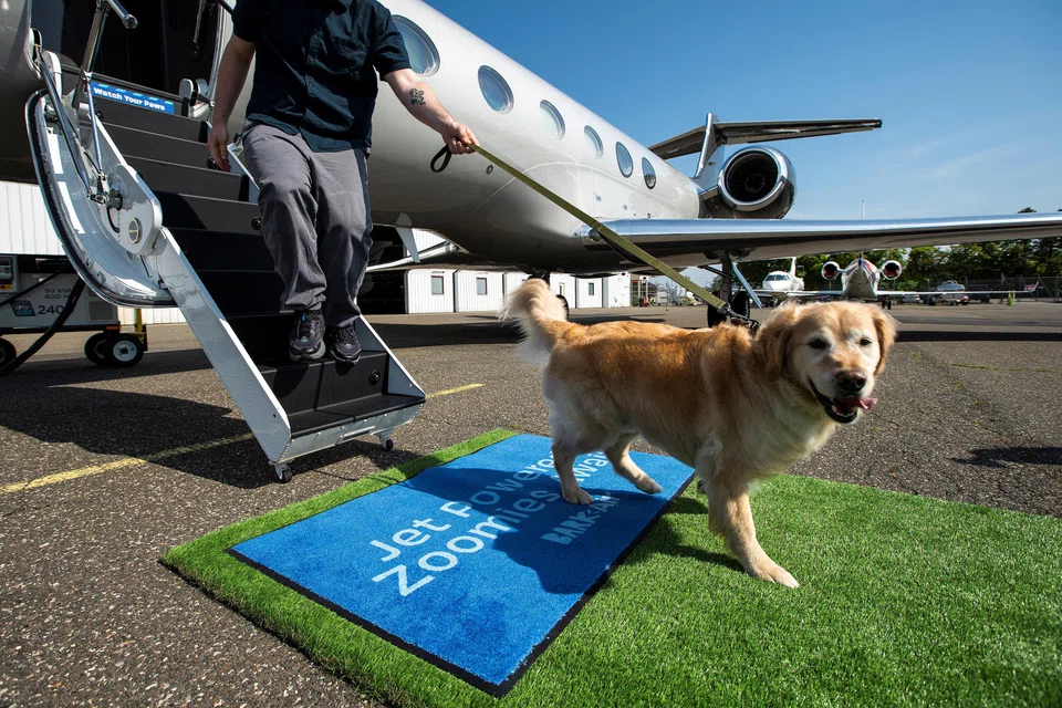 A dog walks out of a plane during a press event introducing Bark Air, an airline for dogs, at Republic Airport in East Farmingdale, New York, May 21, 2024.
