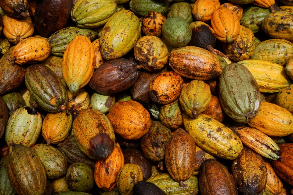 Cocoa futures on the Intercontinental Exchange rose to a peak of US$3,757 per tonne in mid-September, coming close to the commodity’s all-time high of US$3,763 per tonne in February 2011. Prices softened to US$3,502 per tonne on Oct 2.  