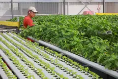 In 2022, local vegetable farms contributed 3.9 per cent of Singapore’s food consumption, against 4.5 per cent in 2019.