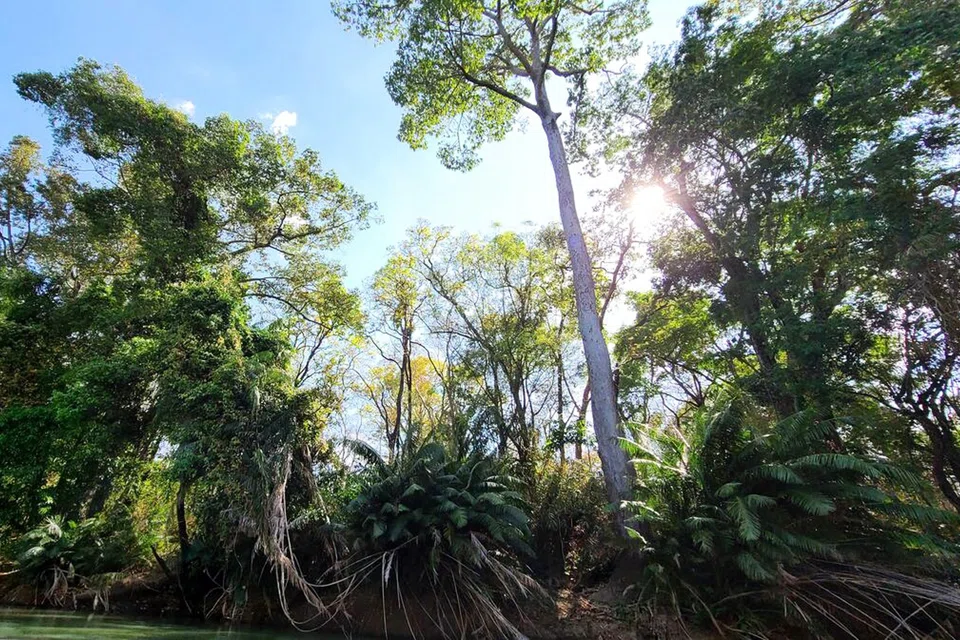 Srepok Wildlife Sanctuary houses endangered species including Siamese crocodiles in Cambodia.