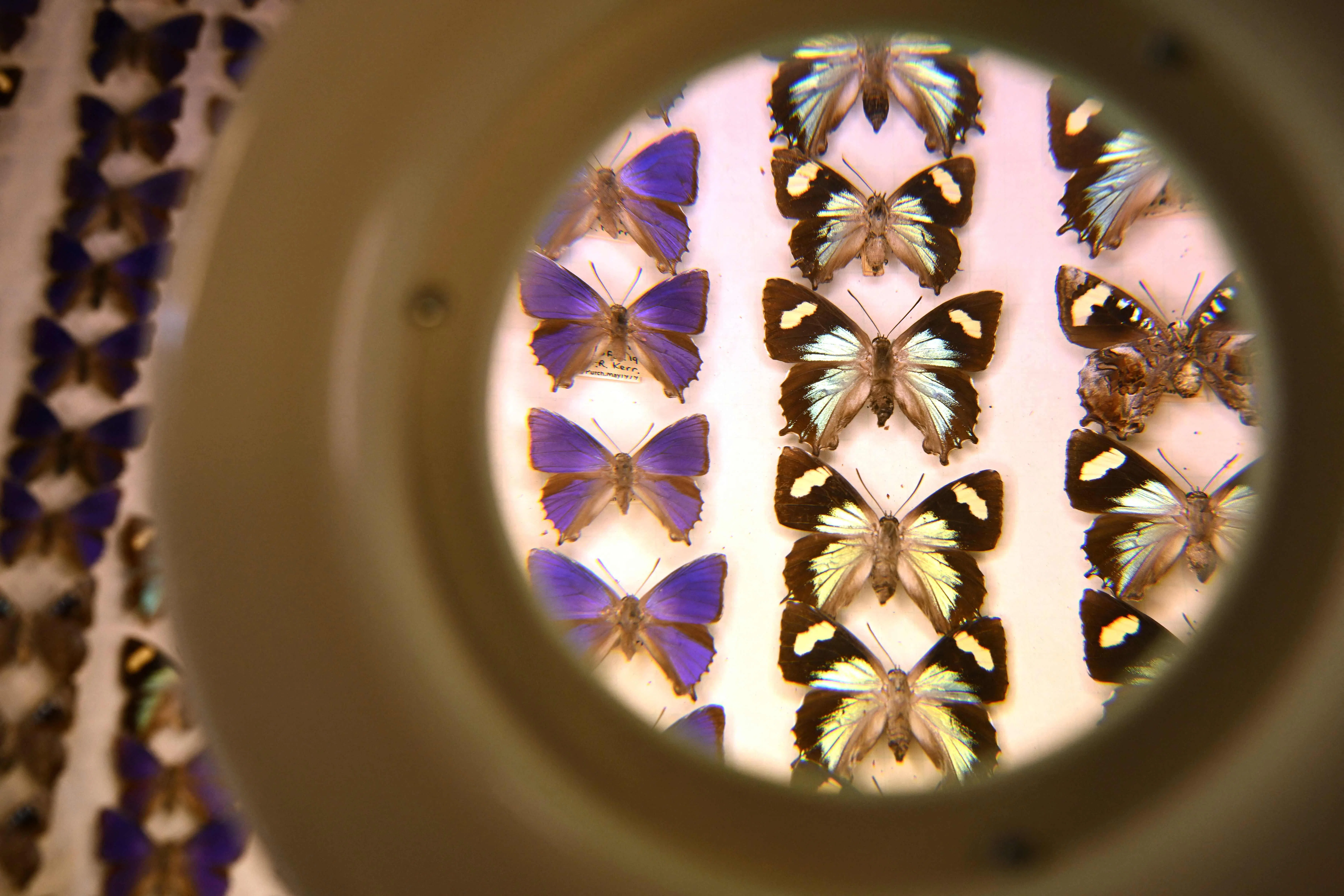 澳大利亚科学家努力应对“卑劣的”蝴蝶盗窃案- The Business Times