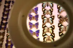 Part of the butterfly collection at the Melbourne Museum. Almost eight decades after Colin Wyatt stole and then vandalised thousands of precious Australian butterflies, scientists are still untangling his web of deception. 