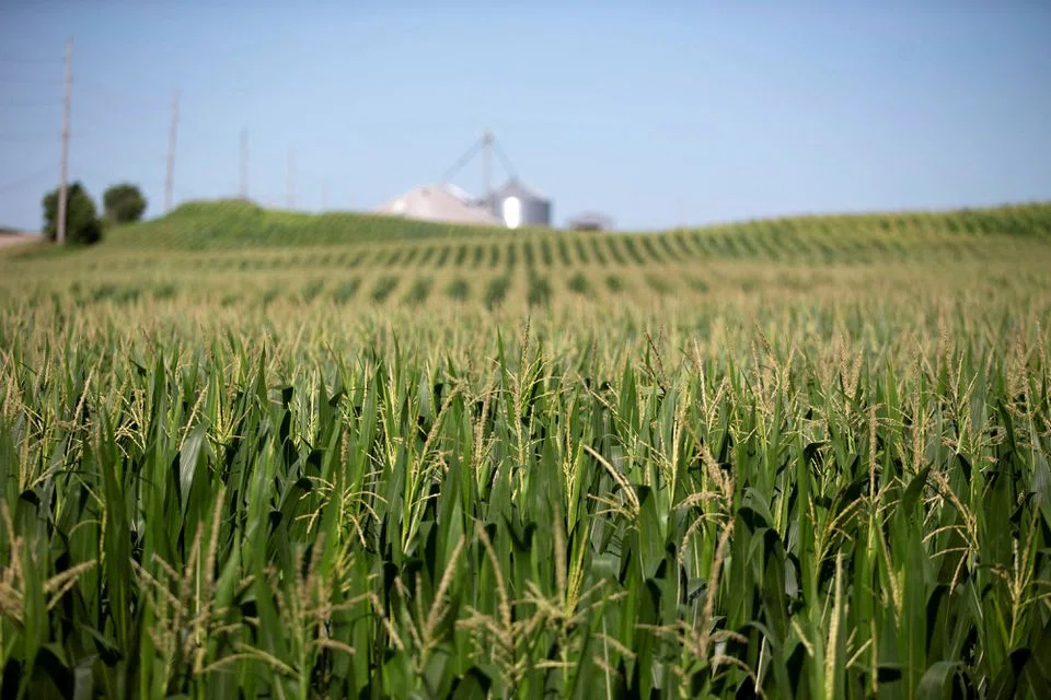  Corn and wheat prices remain elevated with Black Sea exports still in turmoil. 