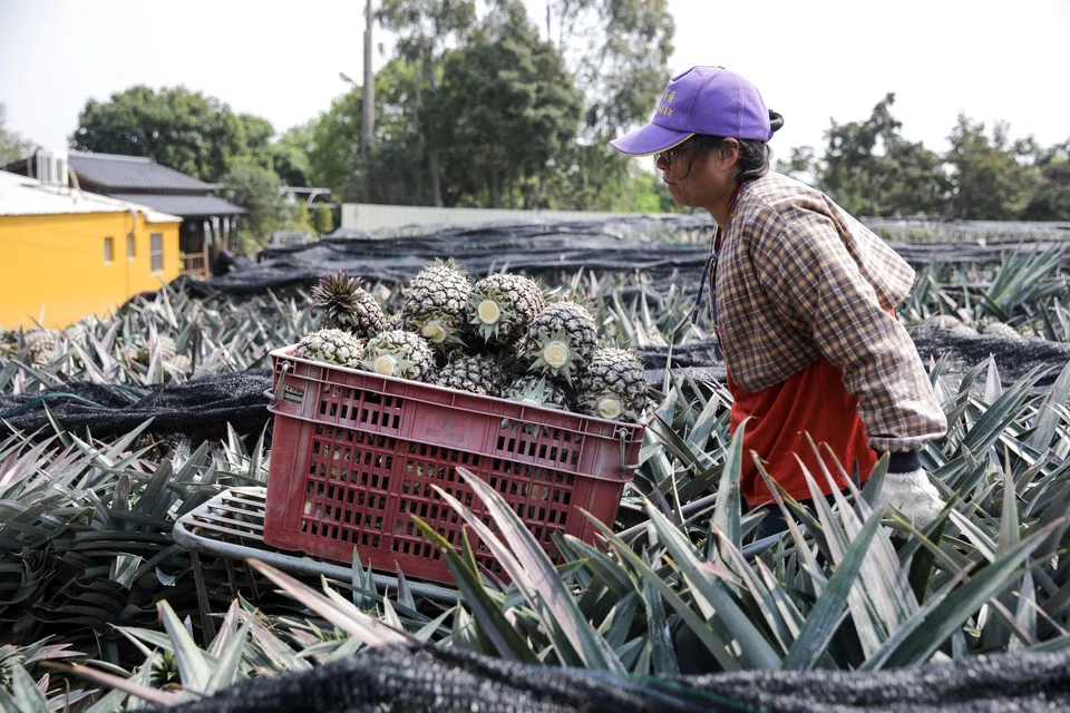 Taiwan is restricting the imports of more than 1,000 agricultural products from mainland China, Taiwan Affairs Office in Beijing says.