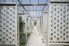 Local producers' share of vegetables and seafood consumed in Singapore has slipped over the past three years, though hen shell production has risen.