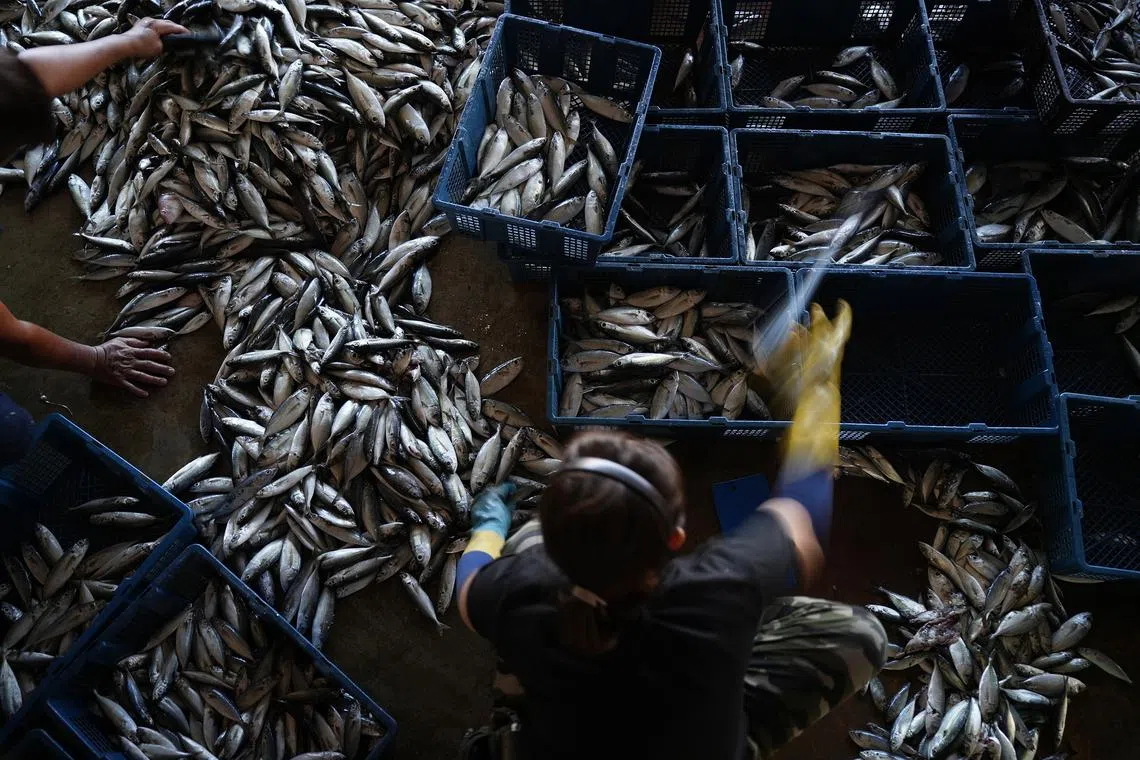 In an essay, the philosopher Alasdair MacIntyre describes two fishing crews to show the difference between profit-maximising and the pursuit of excellence.