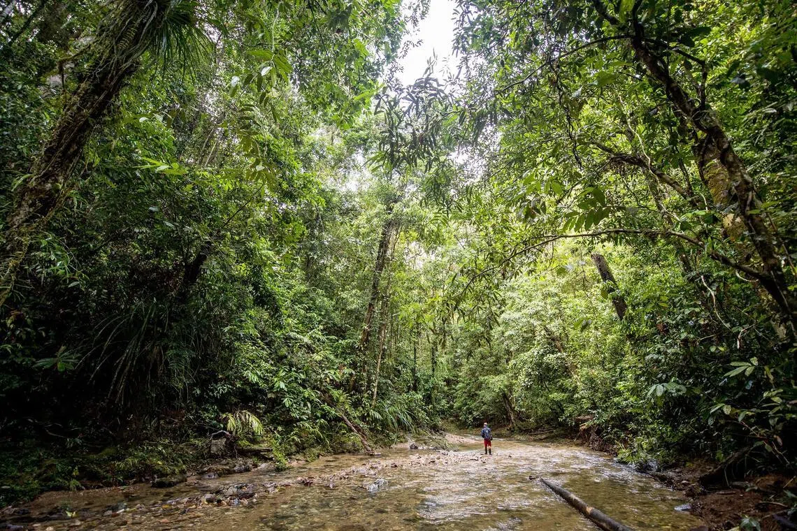 Indonesia will work with like-minded countries to scale demand for high-integrity carbon credits for forest and nature-based solutions, says Minister of Forestry Raja Juli Antoni.