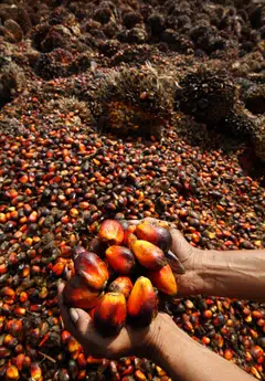 The recent decline in crude palm oil prices has restored its price competitiveness against other vegetable oils as spreads narrowed, supporting current price levels. 