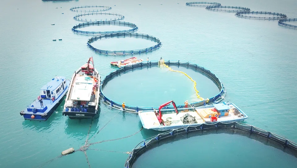 The company has harvested all its barramundi in Singapore in June, due to outbreaks caused by the scale drop disease virus.