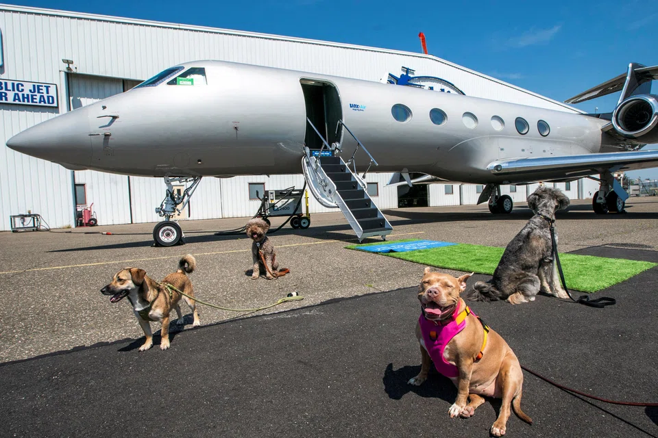 Dogs wait to board a plane during a press event introducing Bark Air, an airline for dogs, at Republic Airport in East Farmingdale, New York, May 21, 2024.