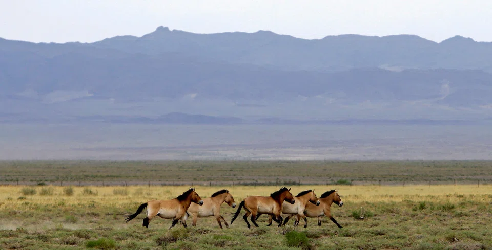 Dubbed “Eternal Mongolia” it will see a global donor-supported transition fund worth US$71 million combined with a government commitment to spend US$127 million on conservation over a 15-year period.