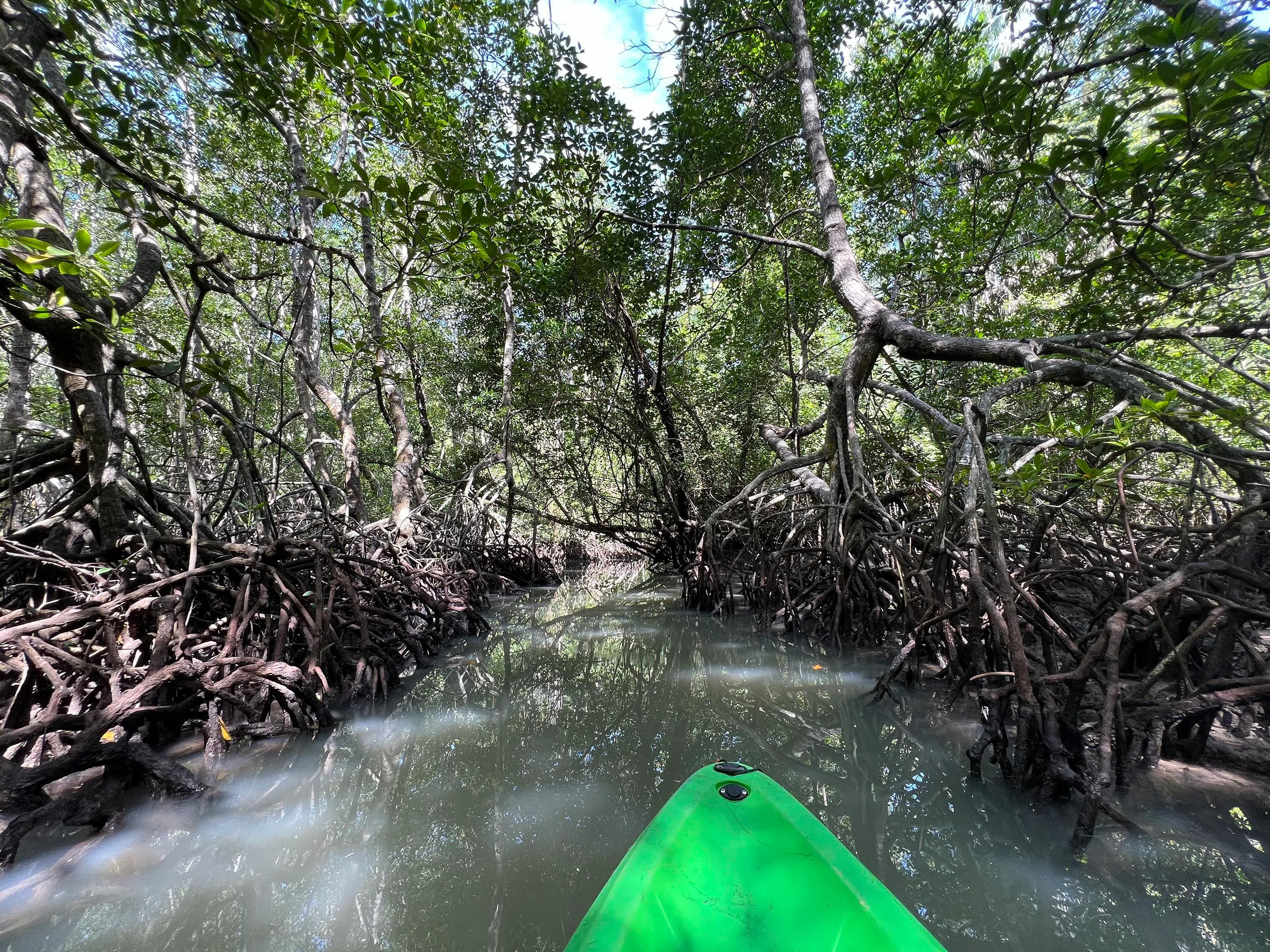 Blue carbon projects conserve and restore coastal and marine ecosystems such as mangroves and seagrasses.
